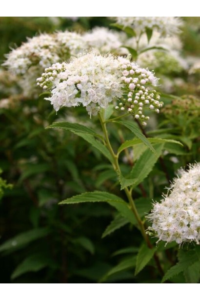 Спірея японська з чарівними білими суцвіттями.